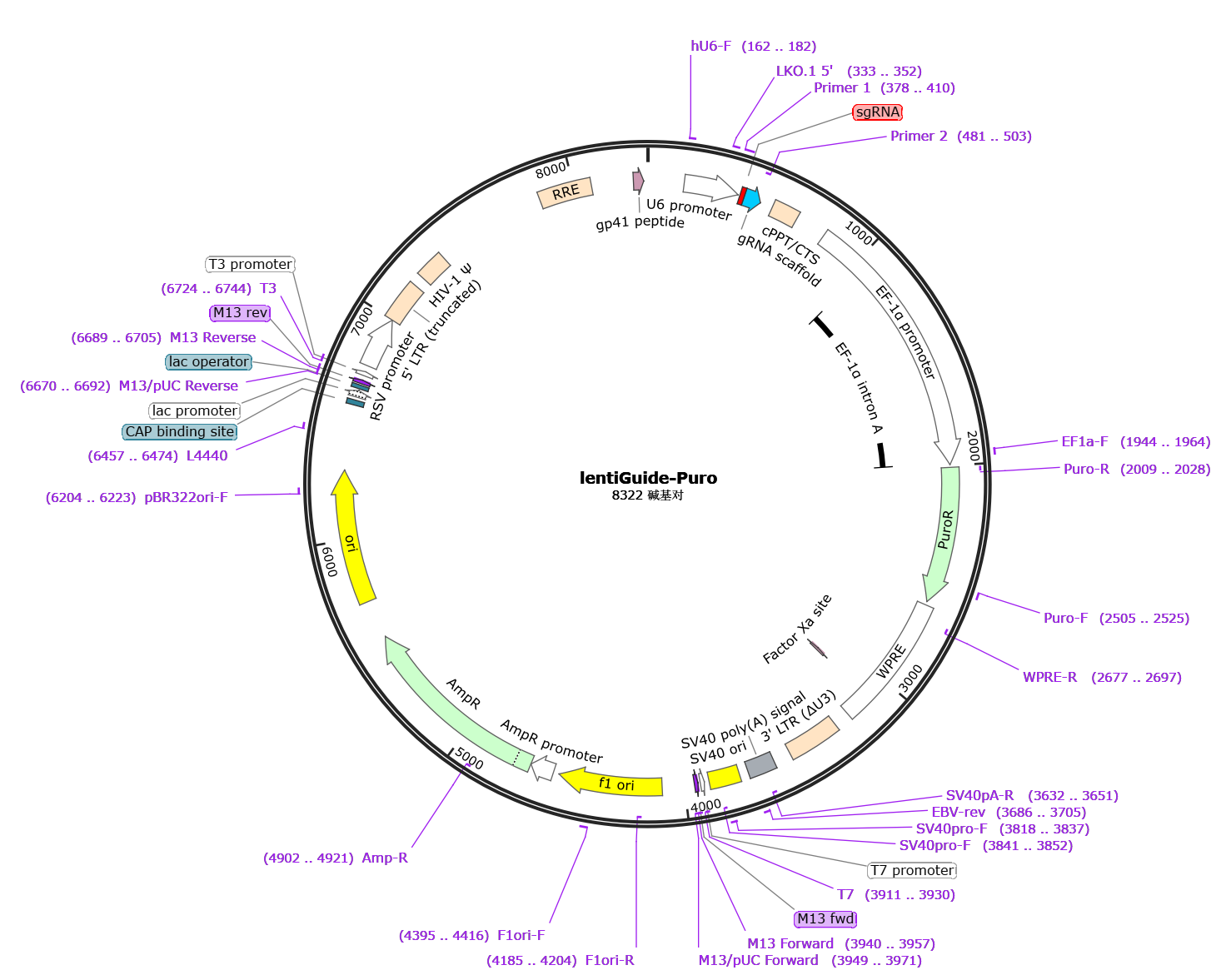EDV00003-LentiGuide-puro载体骨架图谱