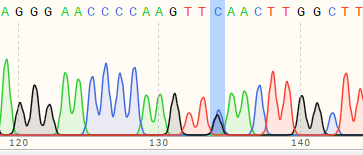 使用先导编辑在IPSC细胞中构建单碱基位点突变细胞系测序峰图